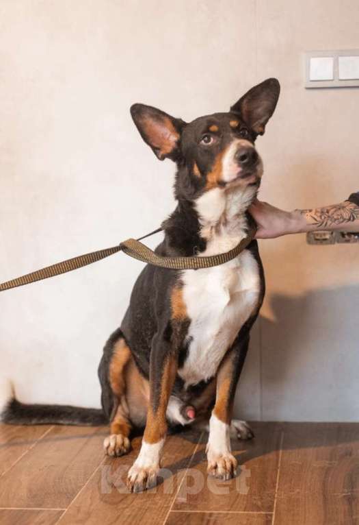 Собаки в Москве: Трехцветный добродушный пёс Барон ищет дом Мальчик, 1 руб. - фото 1