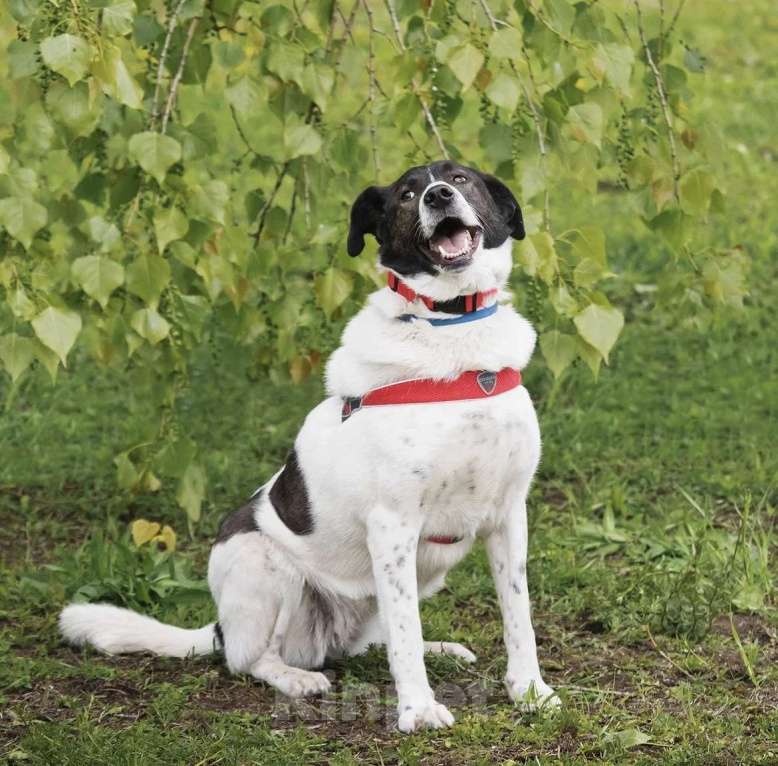 Собаки в Москве: Красавица Штеффи ищет дом. Девочка, Бесплатно - фото 9