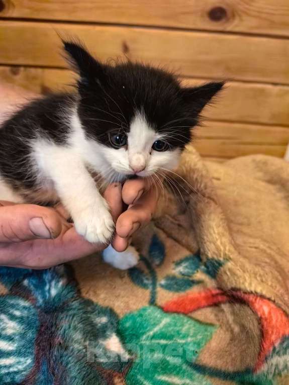 Кошки в Санкт-Петербурге: Пушистик Мальчик, Бесплатно - фото 3