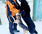 Собаки в Москве: Игривый и позитивный парень, обладающий умопомрачительной харизмой Мальчик, 10 руб. - фото 6