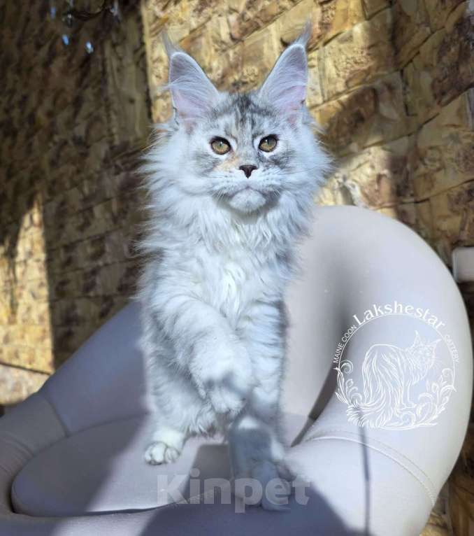 Кошки в Москве: Котенок мейн кун Девочка, 180 000 руб. - фото 5