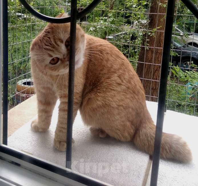 Кошки в Воронеже: Особенная кошечка Бося в добрые руки Девочка, Бесплатно - фото 4