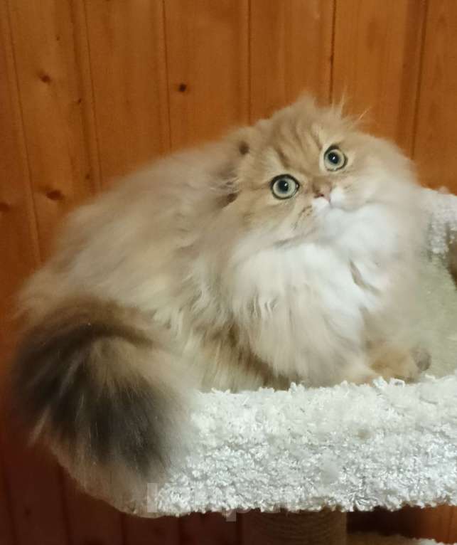 Кошки в Москве: Золотой мраморный хайленд котик Мальчик, 15 000 руб. - фото 3