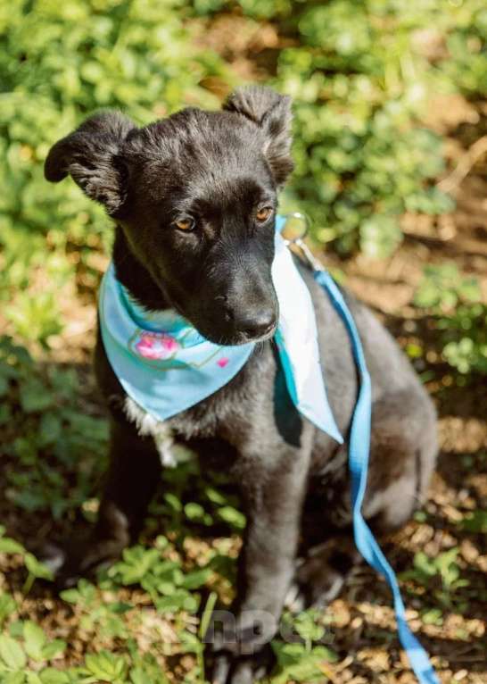 Собаки в Москве: Мальчик 4 месяца метис лабрадора Мальчик, Бесплатно - фото 4