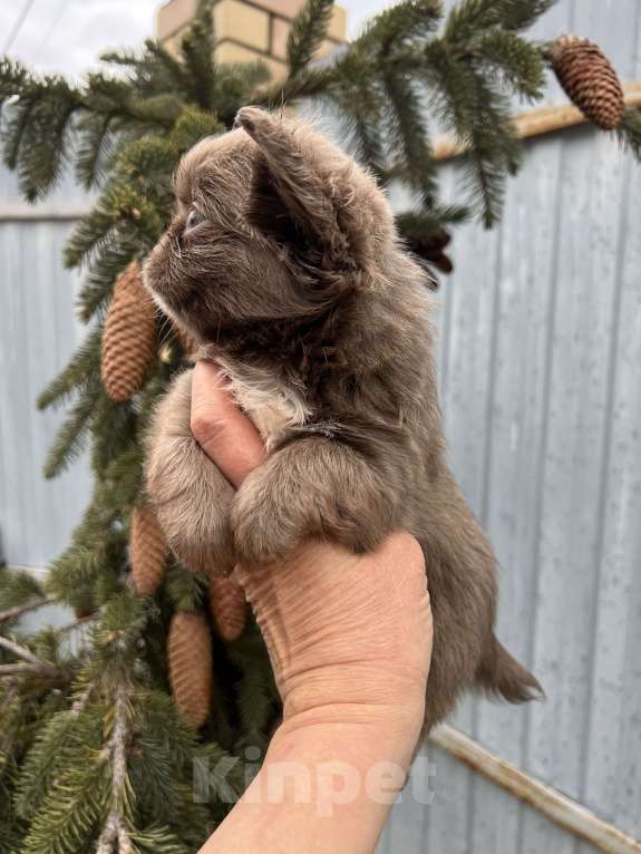 Собаки в Москве: Лиловый пушистик Мальчик, 60 000 руб. - фото 6