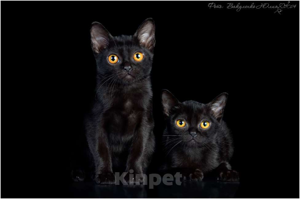 Кошки в Ростове-на-Дону: Котята породы Бомбей Мальчик, Бесплатно - фото 4