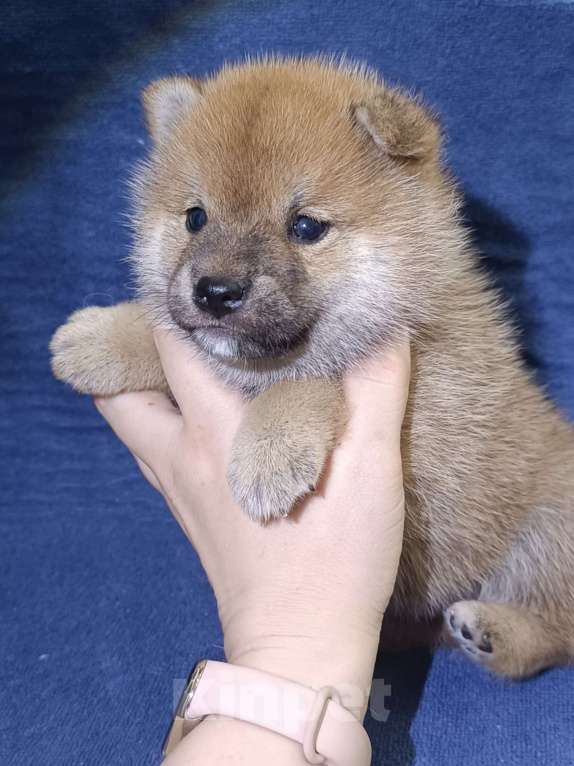 Собаки в Сертолово: Кобель Сиба щенок Мальчик, 80 000 руб. - фото 2