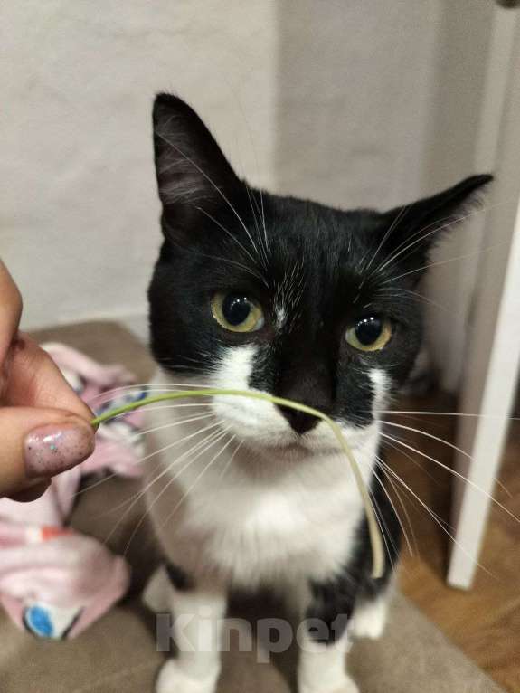 Кошки в других городах Алтайского края: Потерялся Тофик Мальчик, 10 000 руб. - фото 1