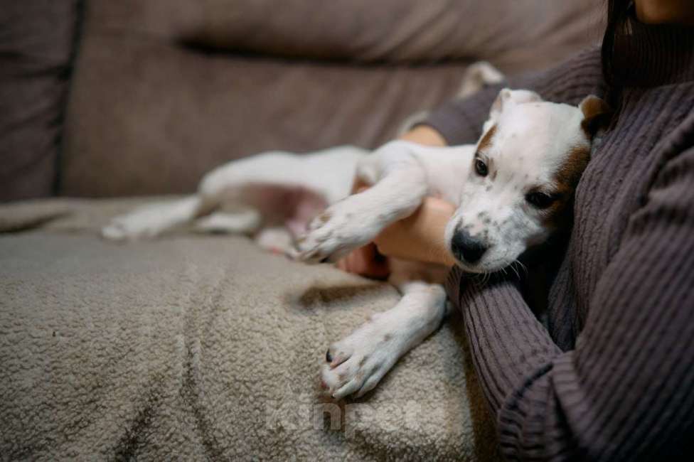 Собаки в Люберцах: Ищет дом малыш по имени Харпер! Мальчик, Бесплатно - фото 6