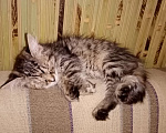 Кошки в Ялте: Особенные пушистые котятки Девочка, 3 руб. - фото 9