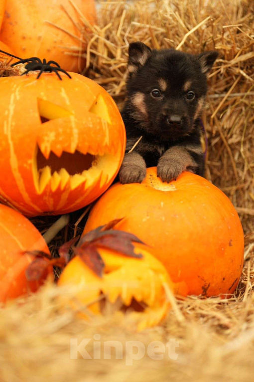 Собаки в других городах Московской области: Кобель ВЕО с Документами РКФ Мальчик, 50 000 руб. - фото 1