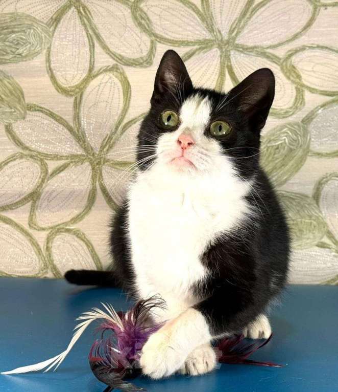 Кошки в других городах Московской области: Панда Девочка, Бесплатно - фото 3