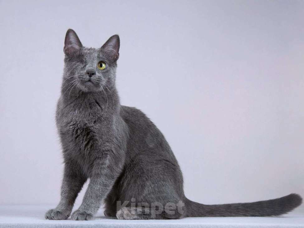 Кошки в Москве: Нежный ласковый котик Лапозай в добрые руки Мальчик, Бесплатно - фото 6