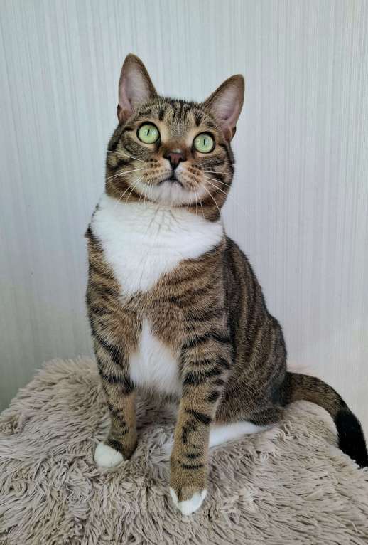 Кошки в Москве: Бруни будет на выставке-пристройстве в Москве Мальчик, Бесплатно - фото 2