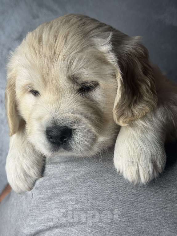 Собаки в других городах Челябинской области: Щенок золотистый ретривер Мальчик, 80 000 руб. - фото 1