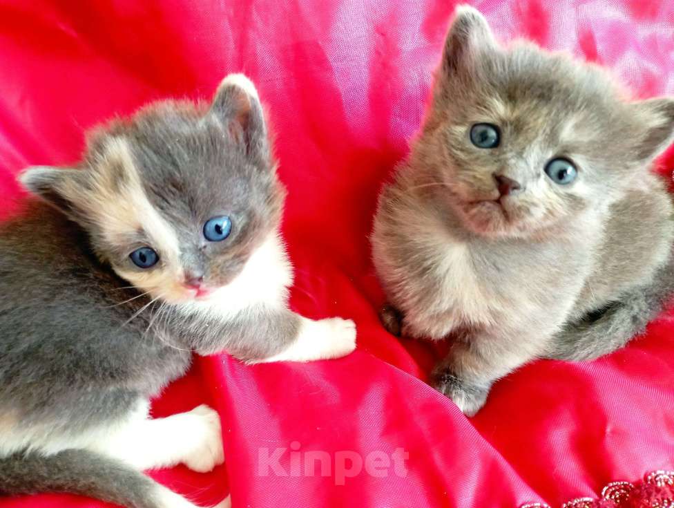 Кошки в Челябинске: Очаровательные котята Девочка, Бесплатно - фото 1