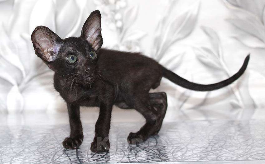 Кошки в Новосибирске: Котёнок Петерболд вариетта Мальчик, 35 000 руб. - фото 3