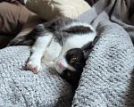 Кошки в Екатеринбурге: Отдам кошку в добрые руки Девочка, Бесплатно - фото 6