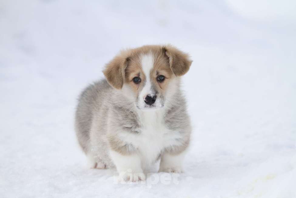 Собаки в Москве: Вельш корги пемброк Девочка, 50 000 руб. - фото 6