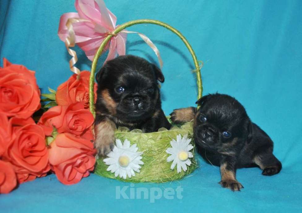 Собаки в Москве: Мальчики малого брабансона Мальчик, 45 000 руб. - фото 2