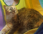 Кошки в Москве: Маленькая трёхцветная кошка Сильва, 2 года, стерилизована и привита. Девочка, Бесплатно - фото 1