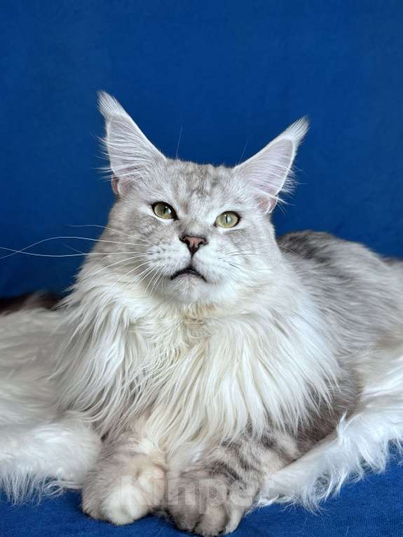 Кошки в Кудрово: Котенок мейн-кун, девочка , шейдед линия, в разведение Девочка, 65 000 руб. - фото 7