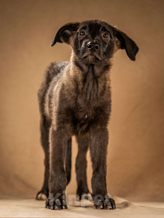 Собаки в Клине: Нэйт — чуткий пёсик Мальчик, Бесплатно - фото 2