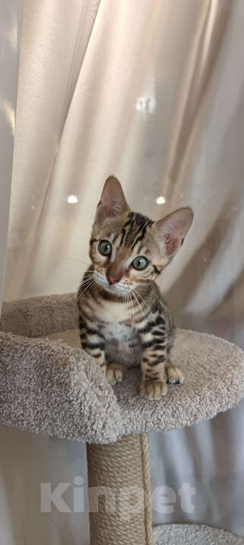 Кошки в других городах Свердловской области: Продажа чистопородных бенгальских котят Мальчик, Бесплатно - фото 7