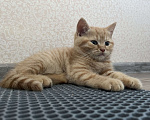 Кошки в Москве: Скоттиш фолд страйт  Мальчик, 15 000 руб. - фото 7