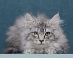 Кошки в Ливны: Мейн-кун котенок, 12 000 руб. - фото 1