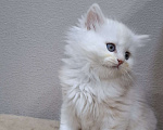Кошки в Кирове: Продаются шотландские котики Хайленд страйт Мальчик, 5 000 руб. - фото 4