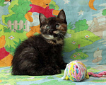 Кошки в Калуге: Разноцветная пеструшка. Котенок 2,5 мес в добрые руки. Девочка, Бесплатно - фото 3