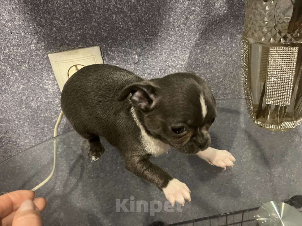 Собаки в Москве: Щенки чихуа разных окрасов.2 мес Девочка, 35 000 руб. - фото 3