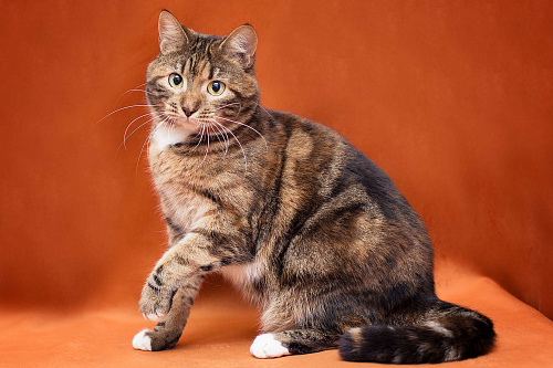 Бенгальская кошечка живёт в клетке