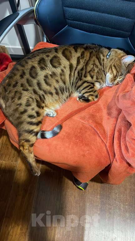 Кошки в других городах Московской области: ДОМА!!!!!! Мальчик, 20 000 руб. - фото 8