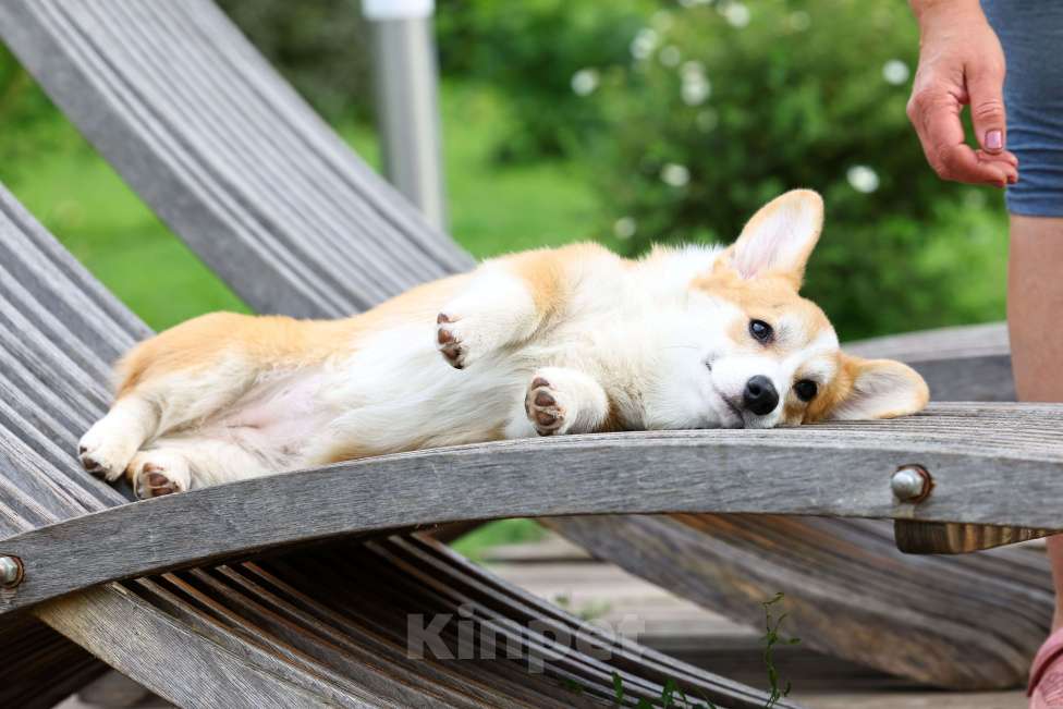Собаки в Тюмени: Великолепный щенок Вельш корги пемброк  Мальчик, 70 000 руб. - фото 2