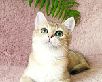 Кошки в Можге: Котенок золотая шиншилла Девочка, 25 000 руб. - фото 1