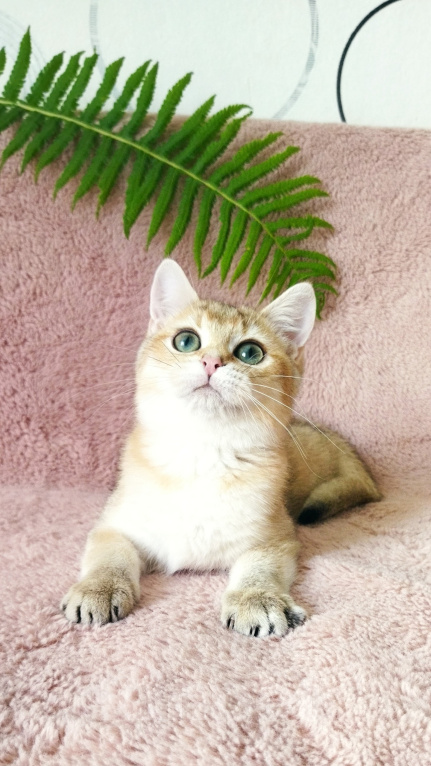 Кошки в Можге: Котенок золотая шиншилла Девочка, 25 000 руб. - фото 1