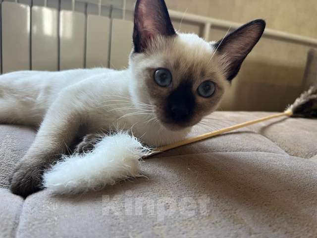 Кошки в Москве: Тайский котёнок Чарли Мальчик, 60 000 руб. - фото 2