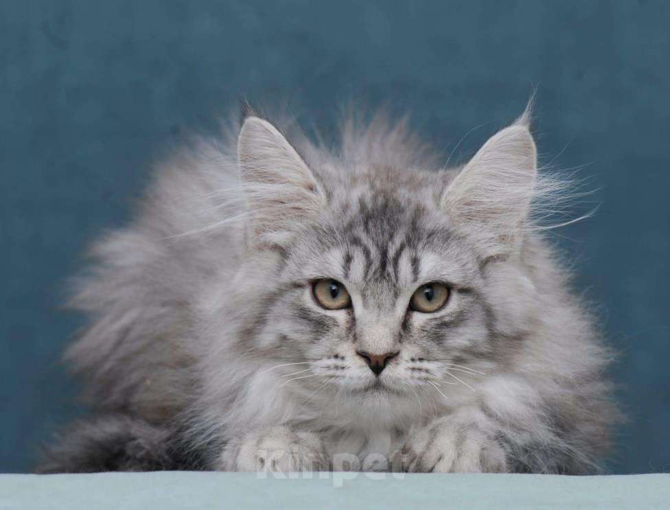 Кошки в Ливны: Мейн-кун котенок, 12 000 руб. - фото 1