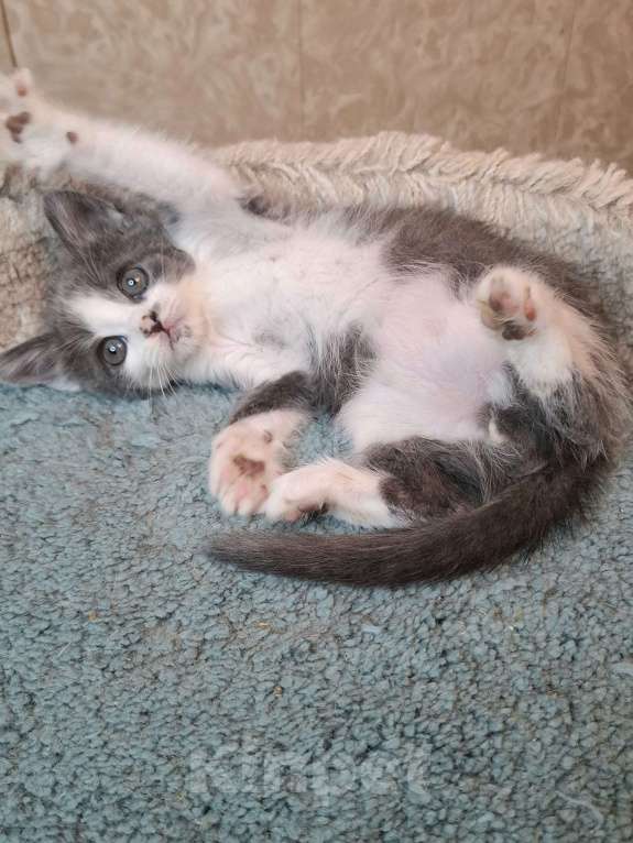 Кошки в Москве: Бело-голубой котенок в добрые руки  Мальчик, Бесплатно - фото 8