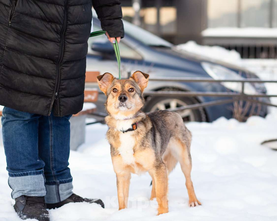 Собаки в Санкт-Петербурге: Очень трогательная собачка Девочка, Бесплатно - фото 1