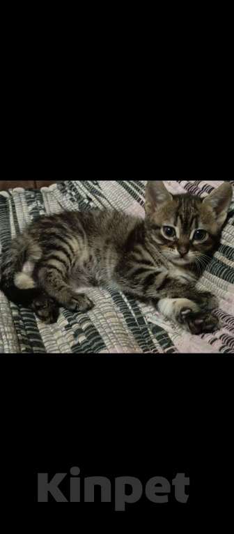 Кошки в Севастополе: Котёнок, девочка. Подпалового окраса. Полосатая. Девочка, Бесплатно - фото 5