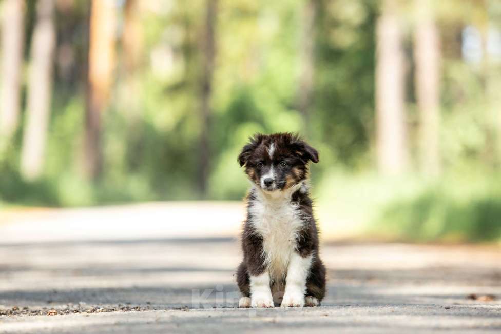 Собаки в Москве: Миниаусси щенок, MAS Девочка, Бесплатно - фото 3