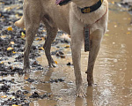 Собаки в Москве: Бывшедомашний пес тоскует в приюте Мальчик, Бесплатно - фото 3