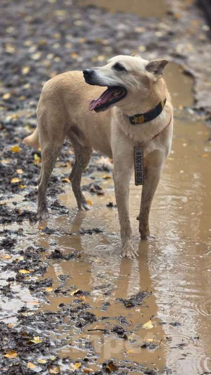Собаки в Москве: Бывшедомашний пес тоскует в приюте Мальчик, Бесплатно - фото 3