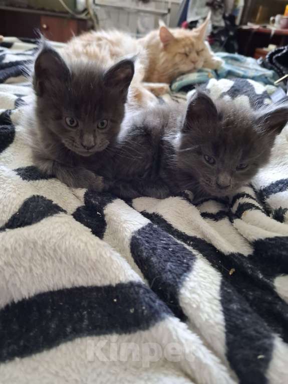 Кошки в Москве: Мейн-куны от чемпионов породы Мальчик, 20 000 руб. - фото 4