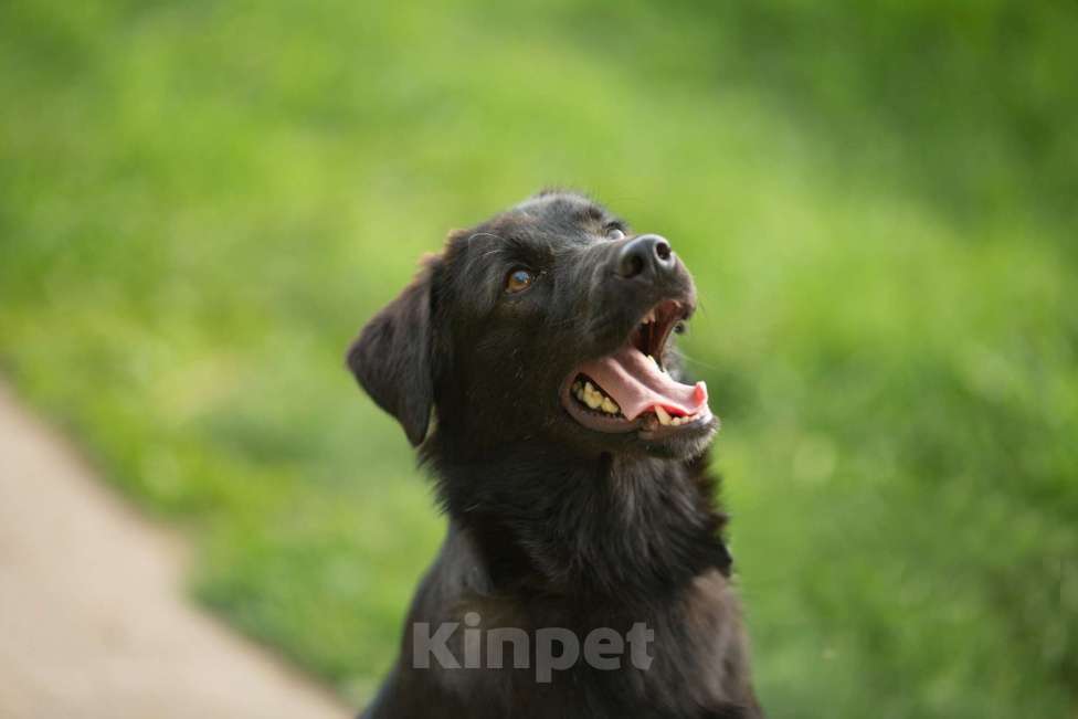 Собаки в Москве: Найт Мальчик, Бесплатно - фото 2