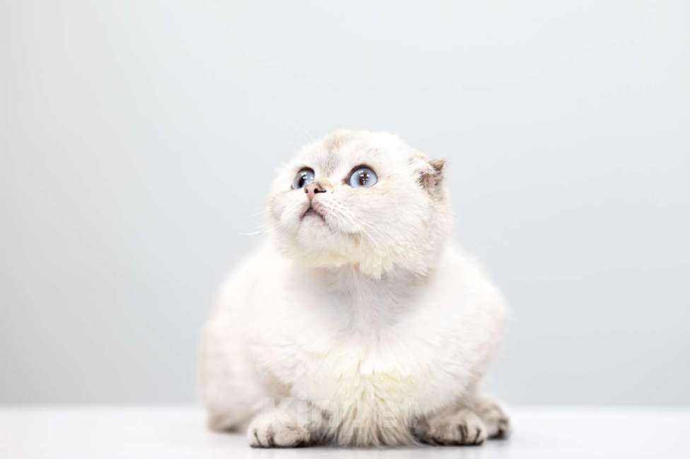 Кошки в Москве: Буррата Девочка, Бесплатно - фото 3