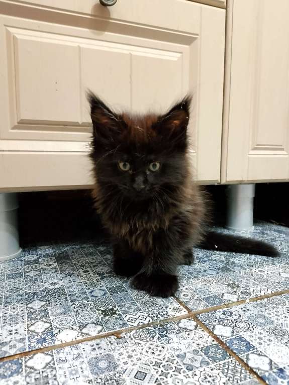 Кошки в Майкопе: Девочка полидакт в шикарной чёрной шубке Девочка, 50 000 руб. - фото 4